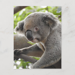 Koala Postcard