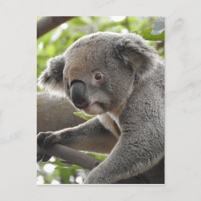 Koala Postcard (Front)