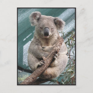 Koala, Postcard, 2013, 4.25" x 5.6" Postcard
