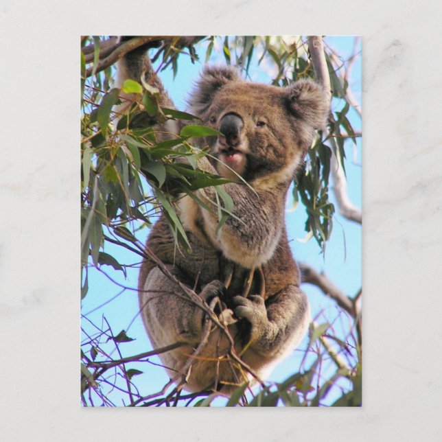 Koala Postcard Australia (Front)