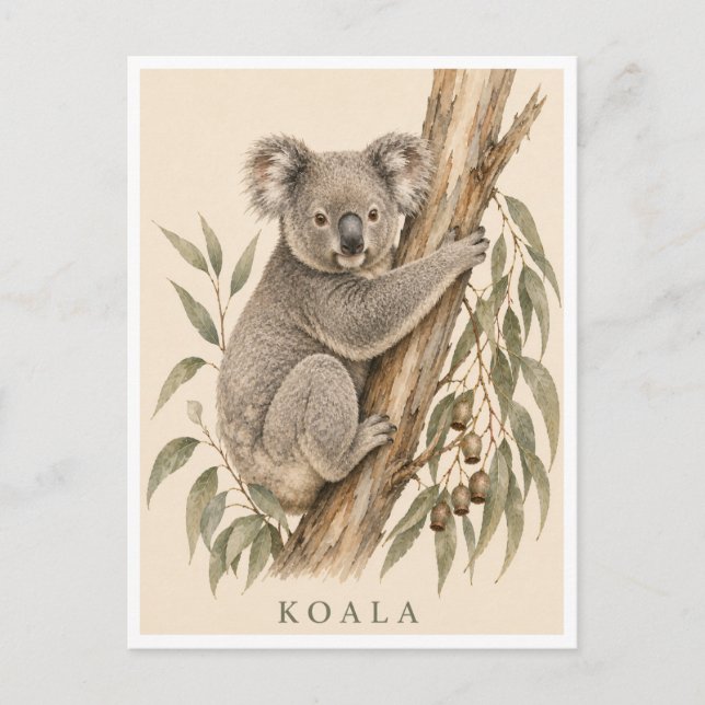 Koala Postcard | Bush Edition (Front)