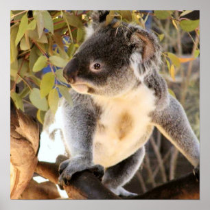 Koala Poster