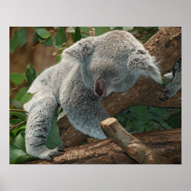 Koala Poster (Front)