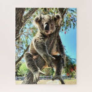 Koala Puzzle