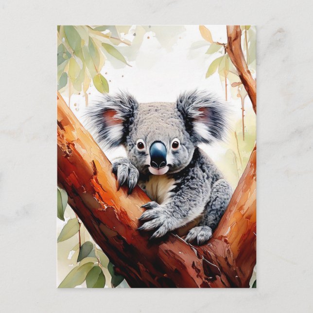 Koala Sitting in a Gum tree Postcard (Front)