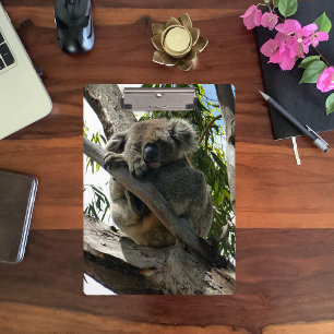 Koala - Sleeping  Clipboard