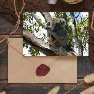 Koala - Sleeping Holiday Postcard