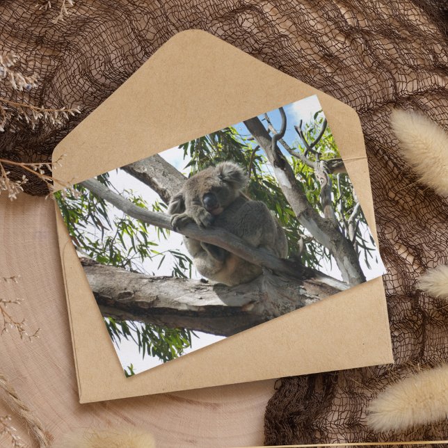 Koala - Sleeping Holiday Postcard (Creator Uploaded)