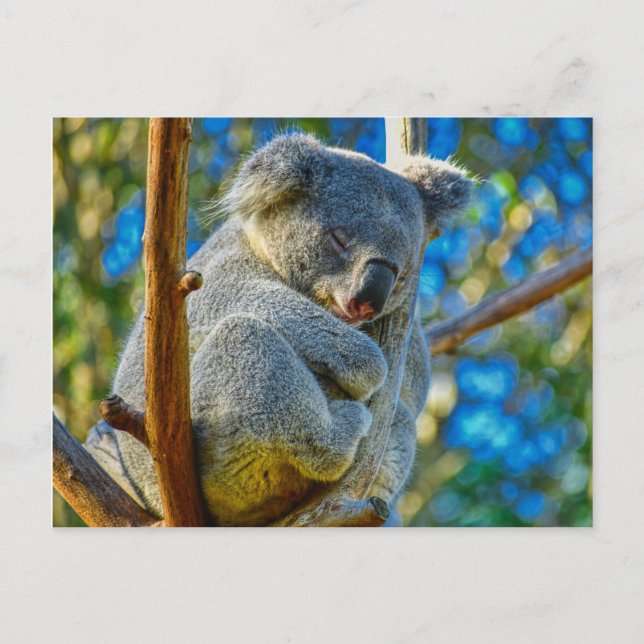 Koala sleeping peacefully in a tree postcard (Front)