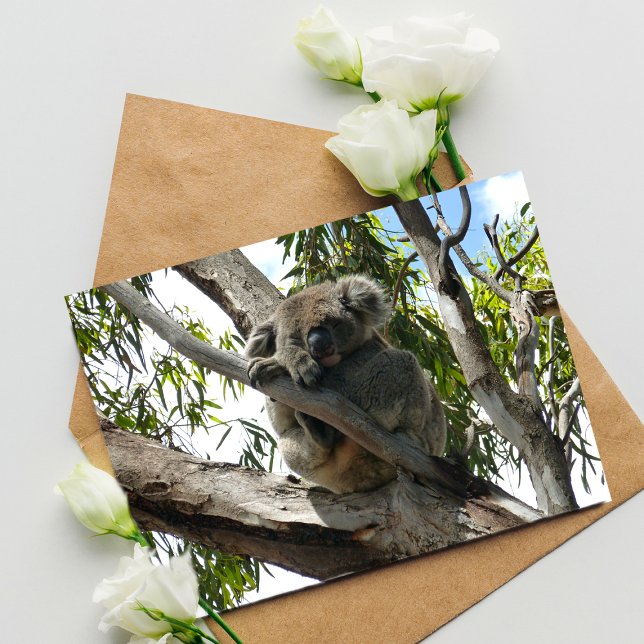 Koala - Sleeping  Postcard (Creator Uploaded)