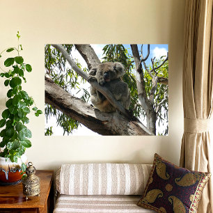 Koala - Sleeping  Poster