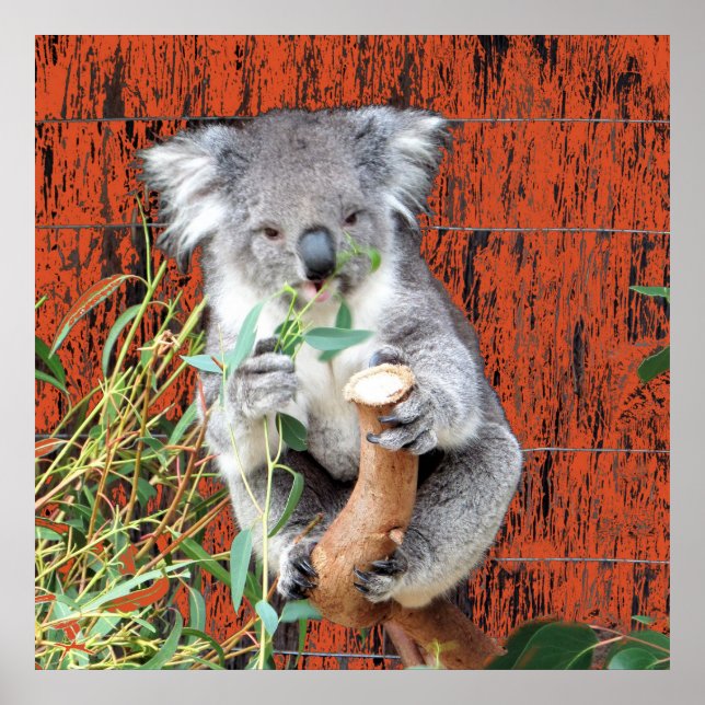 Koala Snack Time Poster (Front)