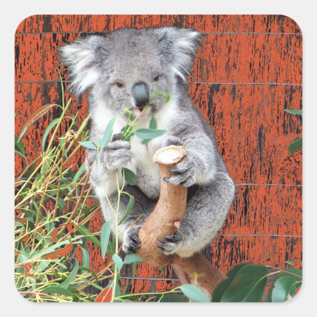 Koala Snack Time Square Sticker (Front)