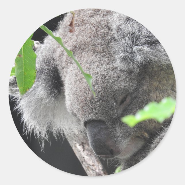 Koala Sticker (Front)