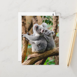 Koala with Baby in a Tree in Australia Postcard