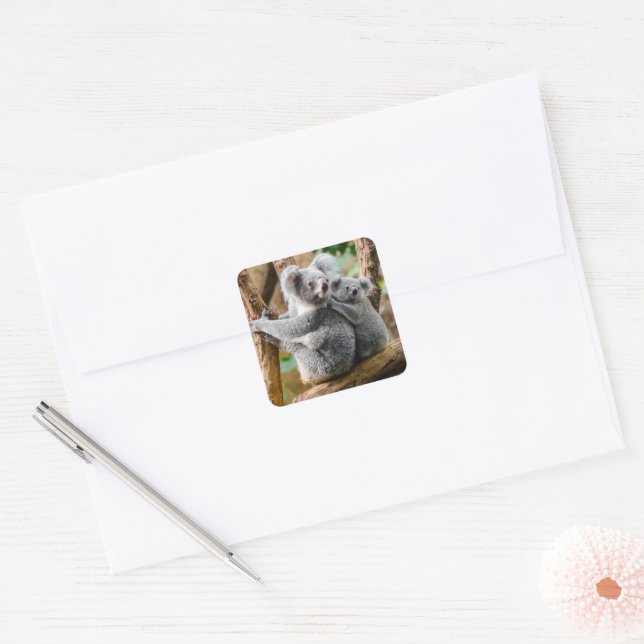 Koala with Baby in a Tree in Australia Square Sticker (Envelope)