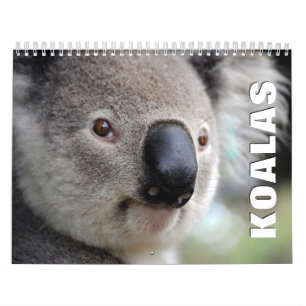Koalas Wall Calendar