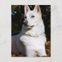 Kodah The White Shepherd Wolfdog
