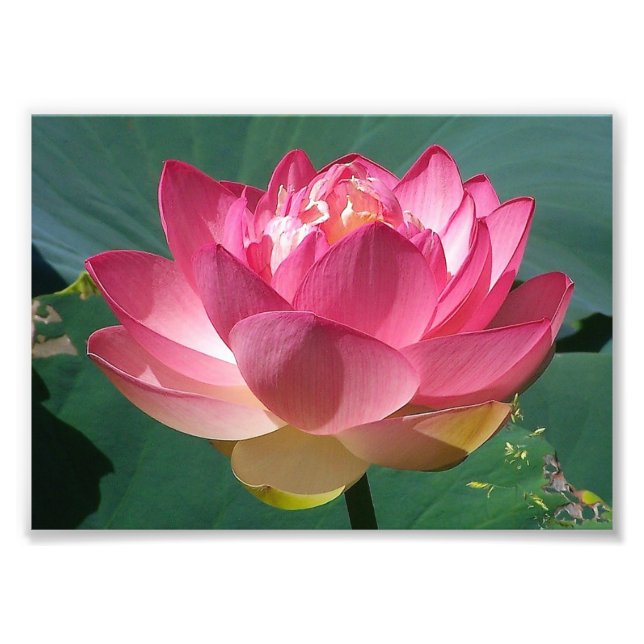 KODAK Print Pink Lotus (Front)