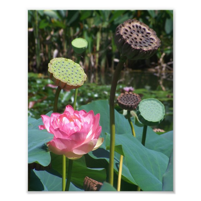 KODAK Print Pink Lotus & Pods (Front)