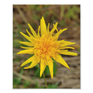 Kodak Professional Photo Paper (Satin) Photo Enlar Print
