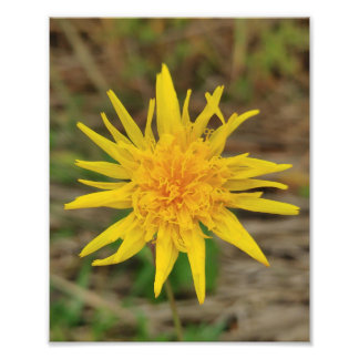 Kodak Professional Photo Paper (Satin) Photo Enlar Print