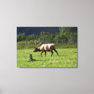 Kodiak, Alaska Elk Outdoor Photo Designed Fancy Canvas Print