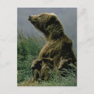 Kodiak Bear and Cubs Postcard