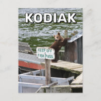 Kodiak Bear Breaks The Rules