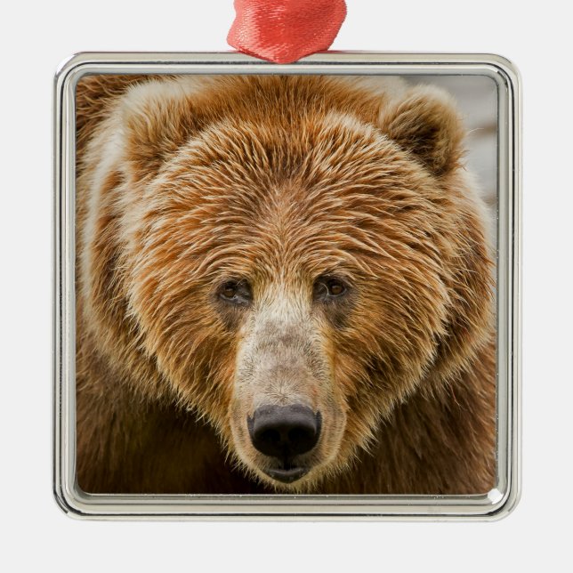 Kodiak Bear Face - Wild Alaska Metal Tree Decoration (Front)