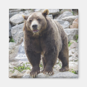 Kodiak bear magnet