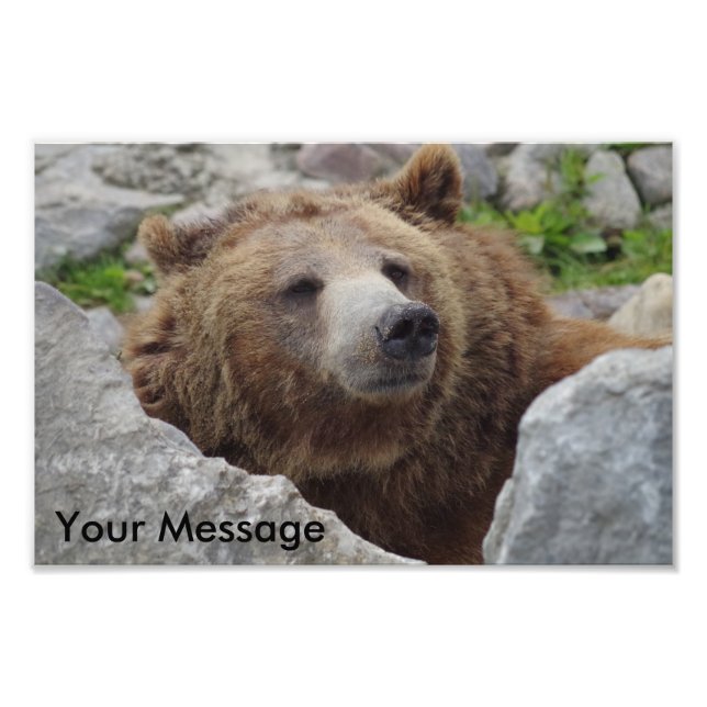 Kodiak Bear Photo Print (Front)