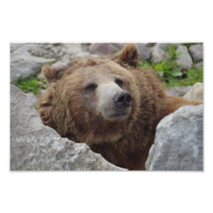 Kodiak Bear Photo Print
