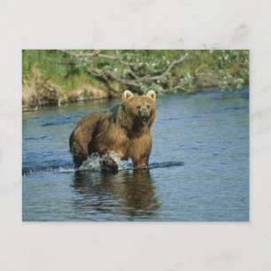 Kodiak Bear Postcard