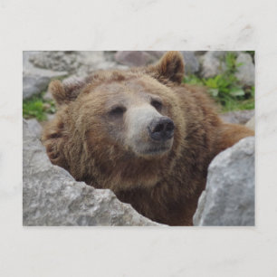 Kodiak Bear Postcard