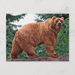 Kodiak Bear Postcard