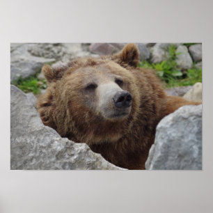 Kodiak Bear Poster