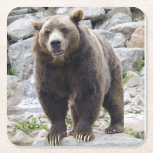 Kodiak Bear Standing on a Rock Square Paper Coaster