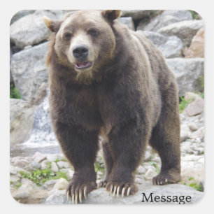 Kodiak Bear Standing on a Rock Square Sticker