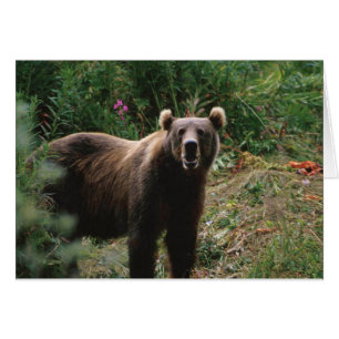 Kodiak Brown Bear