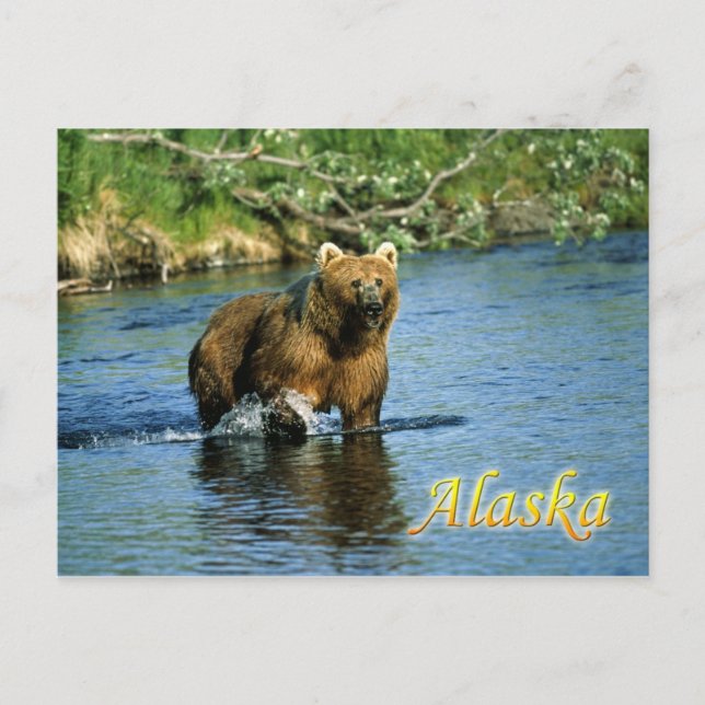 Kodiak brown bear, Alaska Postcard (Front)