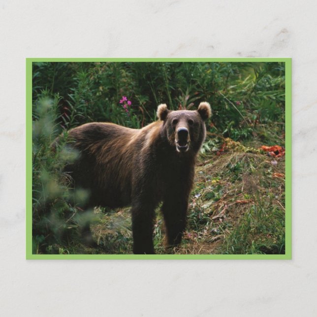Kodiak Brown Bear Postcard (Front)