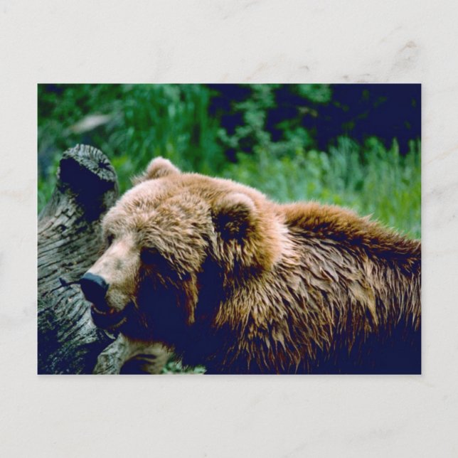 Kodiak Brown Bear Postcard (Front)