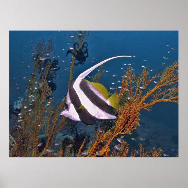 Koh Lipe Bannerfish Poster (Front)