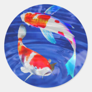 Kohaku Duo in Deep Blue Pond Classic Round Sticker