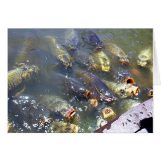 Koi