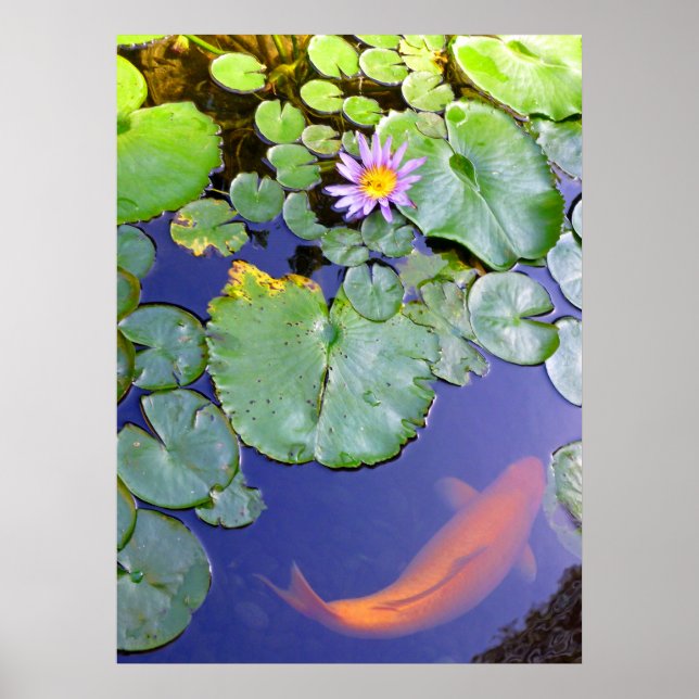 Koi and Water Lily Poster (Front)