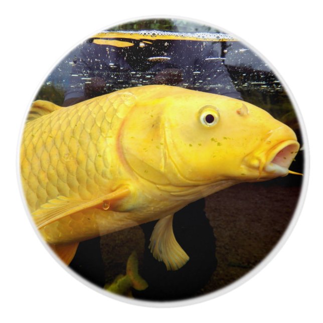 Koi Carp Ceramic Knob (Front)