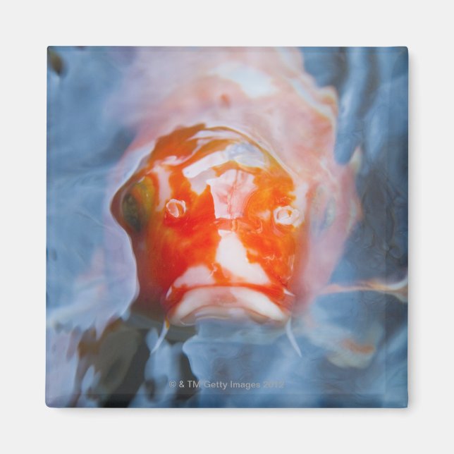 Koi Carp (Cyprinus carpio), Japan Magnet (Front)
