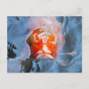 Koi Carp (Cyprinus carpio), Japan Postcard